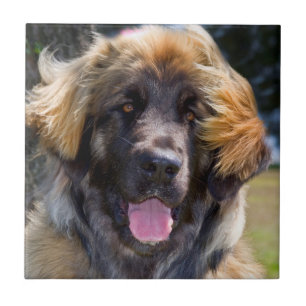 USA, Kalifornien. Porträt eines sitzenden Leonberg Fliese