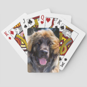 USA, Kalifornien. Porträt eines sitzenden Leonberg Spielkarten