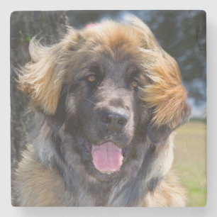 USA, Kalifornien. Porträt eines sitzenden Leonberg Steinuntersetzer