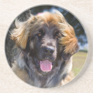 USA, Kalifornien. Porträt eines sitzenden Leonberg Untersetzer