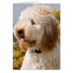 USA, Kalifornien. Porträt von Labradoodle 3
