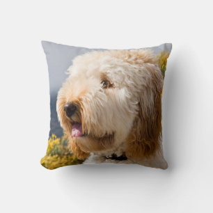 USA, Kalifornien. Porträt von Labradoodle 3 Kissen