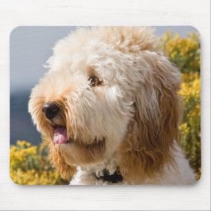 USA, Kalifornien. Porträt von Labradoodle 3 Mousepad