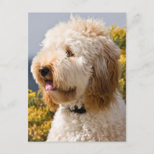 USA, Kalifornien. Porträt von Labradoodle 3 Postkarte