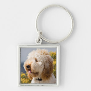 USA, Kalifornien. Porträt von Labradoodle 3 Schlüsselanhänger