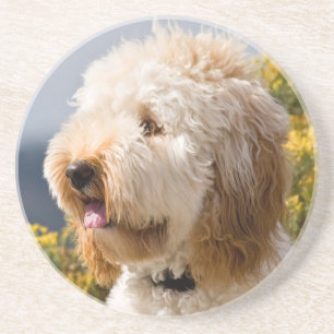 USA, Kalifornien. Porträt von Labradoodle 3 Untersetzer