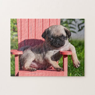USA, Kalifornien. Pug-Welpe lümmelt sich