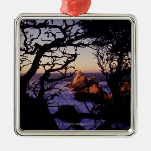 USA, Kalifornien, Punkt Lobos, Zypressenbaum und Silbernes Ornament