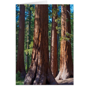 USA, Kalifornien. Redwood-Baumstämme, Mariposa