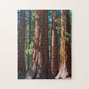 USA, Kalifornien. Redwood-Baumstämme, Mariposa