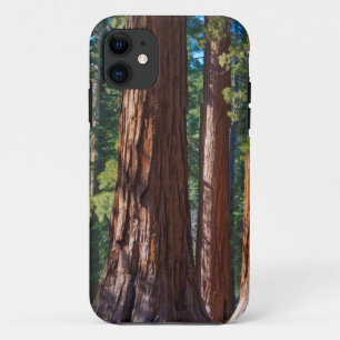USA, Kalifornien. Redwood-Baumstämme, Mariposa title_seo2