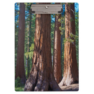 USA, Kalifornien. Redwood-Baumstämme, Mariposa Klemmbrett
