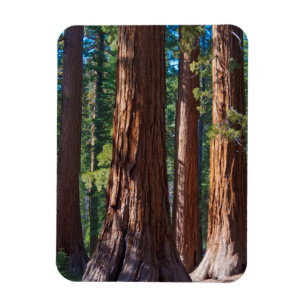 USA, Kalifornien. Redwood-Baumstämme, Mariposa Magnet