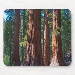 USA, Kalifornien. Redwood-Baumstämme, Mariposa Mousepad
