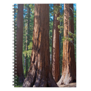 USA, Kalifornien. Redwood-Baumstämme, Mariposa Notizblock