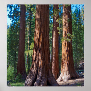 USA, Kalifornien. Redwood-Baumstämme, Mariposa Poster