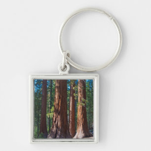 USA, Kalifornien. Redwood-Baumstämme, Mariposa Schlüsselanhänger