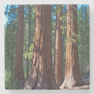USA, Kalifornien. Redwood-Baumstämme, Mariposa Steinuntersetzer