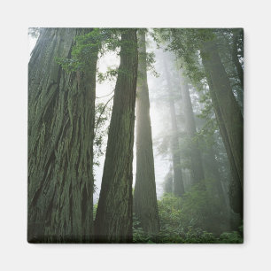 USA, Kalifornien, Redwood National Park, 2 Magnet