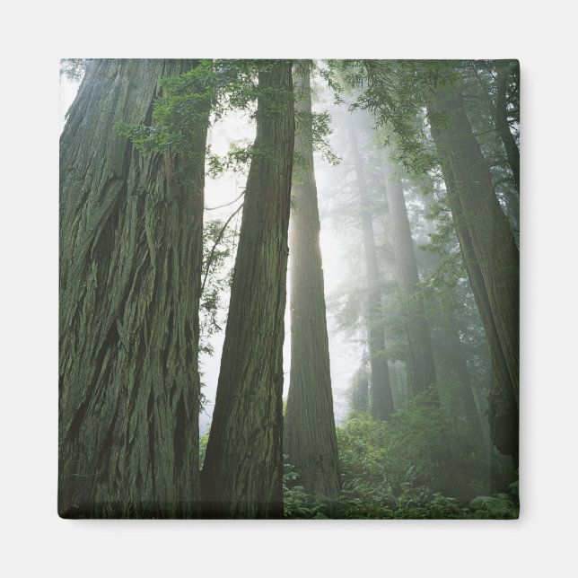 USA, Kalifornien, Redwood National Park, 2 Magnet (Vorne)