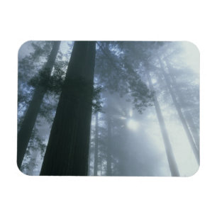 USA, Kalifornien, Redwood National Park, Del Magnet