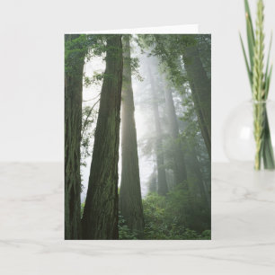 USA, Kalifornien, Redwood National Park. Karte