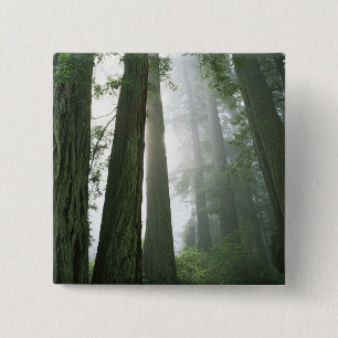 USA, Kalifornien, Redwood-Nationalpark, Button
