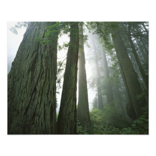 USA, Kalifornien, Redwood-Nationalpark, Fotodruck
