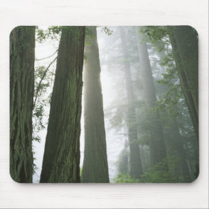 USA, Kalifornien, Redwood Nationalpark, Mousepad