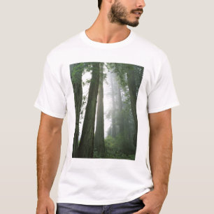USA, Kalifornien, Redwood-Nationalpark, T-Shirt