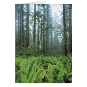 USA, Kalifornien, Redwood NP. Farne und