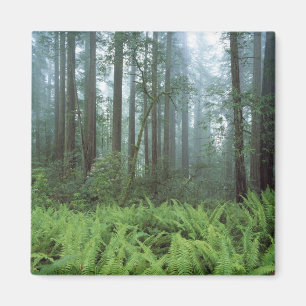 USA, Kalifornien, Redwood NP. Farne und Magnet