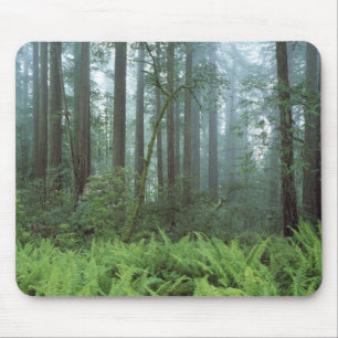USA, Kalifornien, Redwood NP. Farne und Mousepad