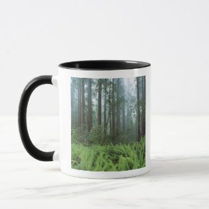 USA, Kalifornien, Redwood NP. Farne und Tasse