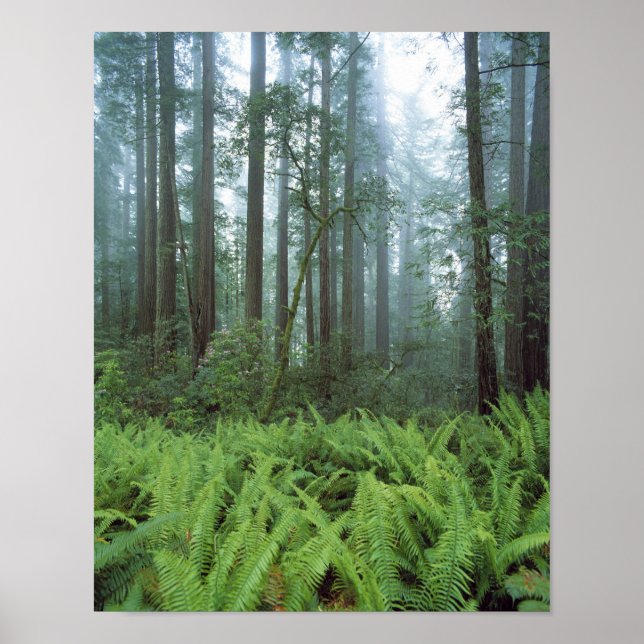 USA, Kalifornien, Redwood NP. Ferne und Poster (Vorne)