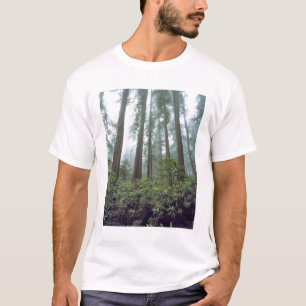 USA, Kalifornien, Redwood NP. Nebel filtert das T-Shirt