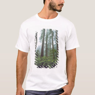USA, Kalifornien, Redwood NP. Nebel filtert das T-Shirt