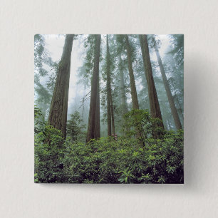 USA, Kalifornien, Redwood NP. Nebelfilter Button