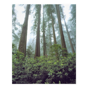 USA, Kalifornien, Redwood NP. Nebelfilter Fotodruck