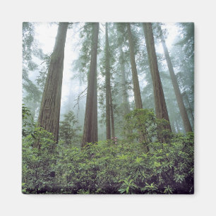 USA, Kalifornien, Redwood NP. Nebelfilter Magnet