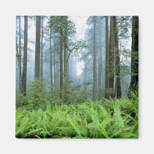 USA, Kalifornien, Redwood NP. Redwood-Bäume Magnet