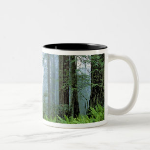 USA, Kalifornien, Redwood NP. Redwood-Bäume Zweifarbige Tasse