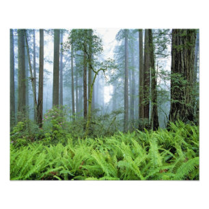 USA, Kalifornien, Redwood NP. Redwood Fotodruck