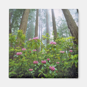 USA, Kalifornien, Redwood NP. Rhododendron Magnet