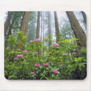 USA, Kalifornien, Redwood NP. Rhododendron Mousepad