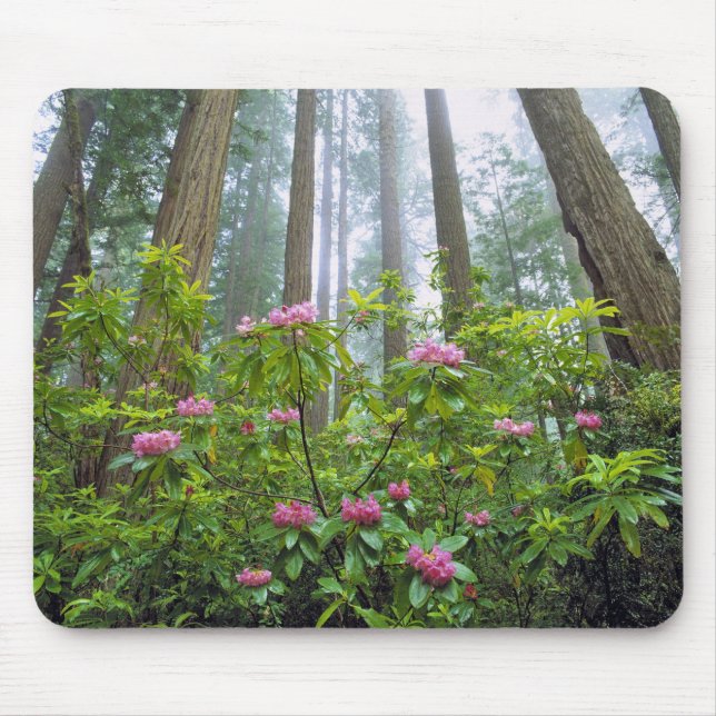 USA, Kalifornien, Redwood NP. Rhododendron Mousepad (Vorne)
