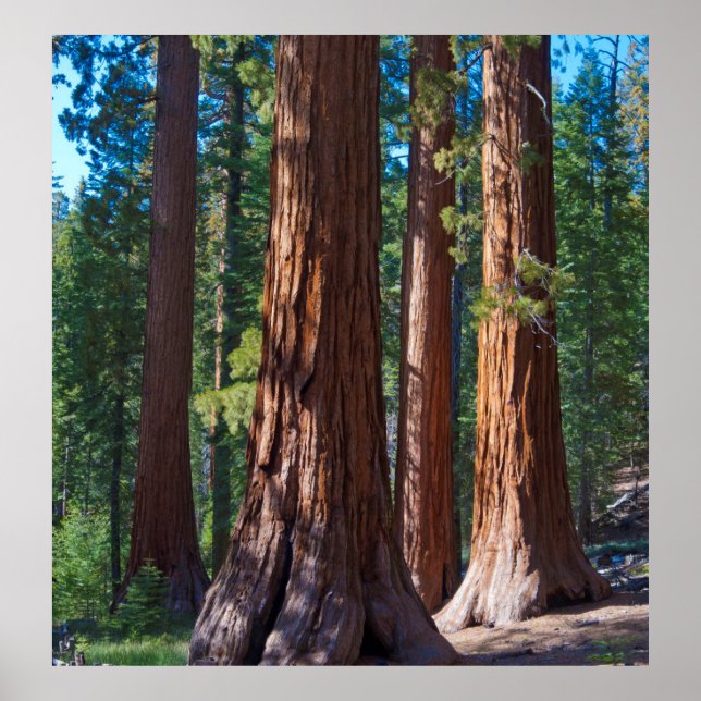 USA, Kalifornien. Redwood Tree Trunks, Mariposa Poster (Vorne)