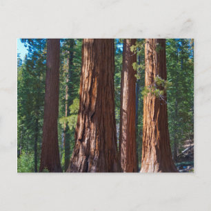 USA, Kalifornien. Redwood Tree Trunks, Mariposa Postkarte