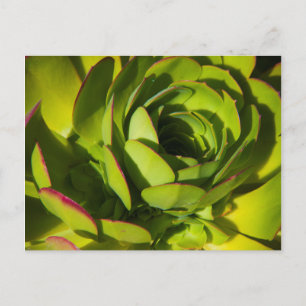 USA, Kalifornien. Riesenlobelia-Pflanze Nah Postkarte