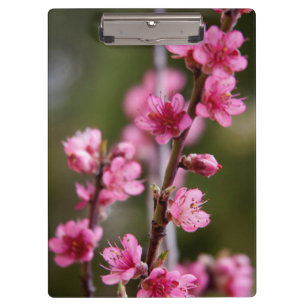 USA, Kalifornien. Rosa Blüten an einem Baum Klemmbrett